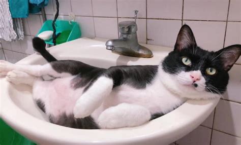 床靠浴室 貓好養嗎